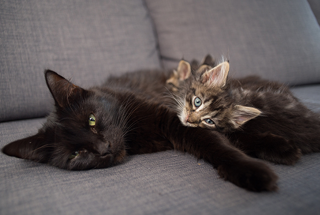 discounted cat desexing operation wanted rspca